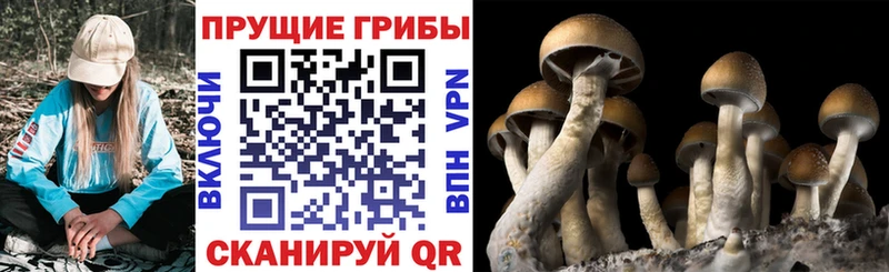 хочу   Красный Сулин  Галлюциногенные грибы ЛСД 